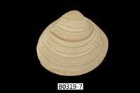 藏品(中華文蛤)的圖片